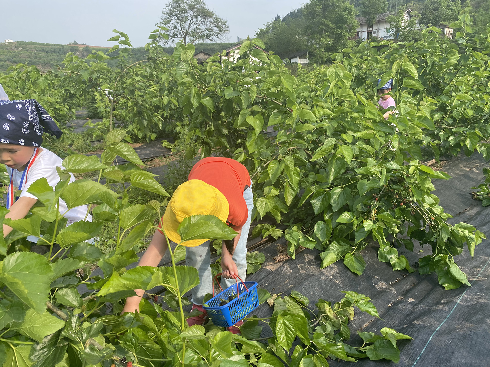 5月1日,四川省南充市嘉陵区双桂镇广孝寺村尚好桑茶基地吸引不少前来