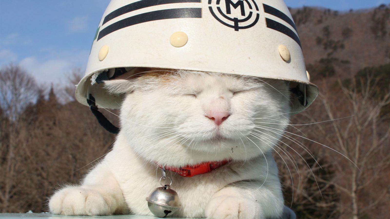 挑战不可能忍笑大挑战之毛孩的逆袭让我笑的肚子疼