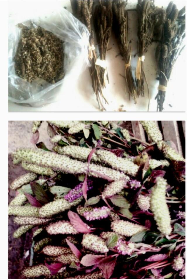 木姜花里的浓浓铁道兵战友情__凤凰网