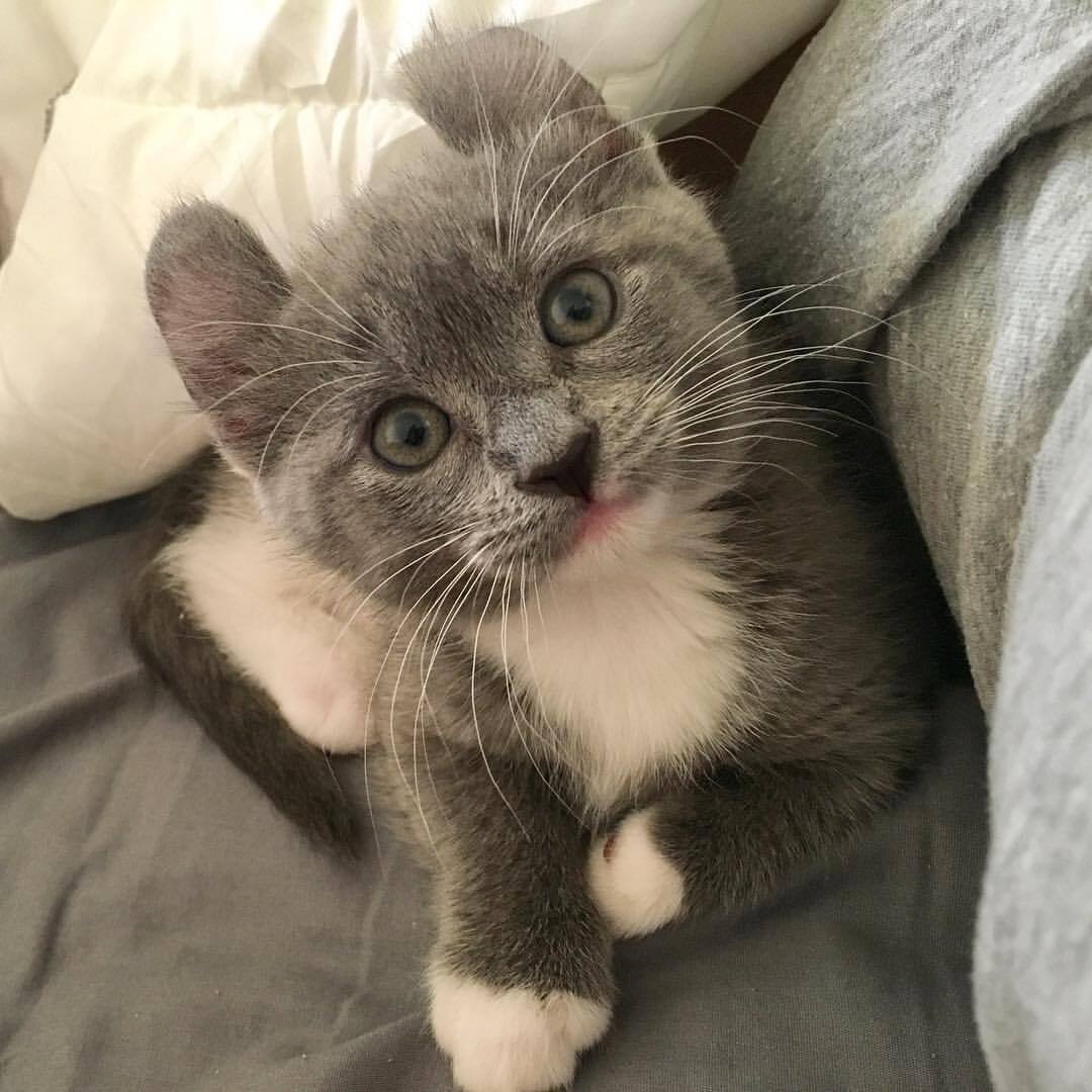 这呆萌可爱的小短腿是卷耳英短蓝猫呢