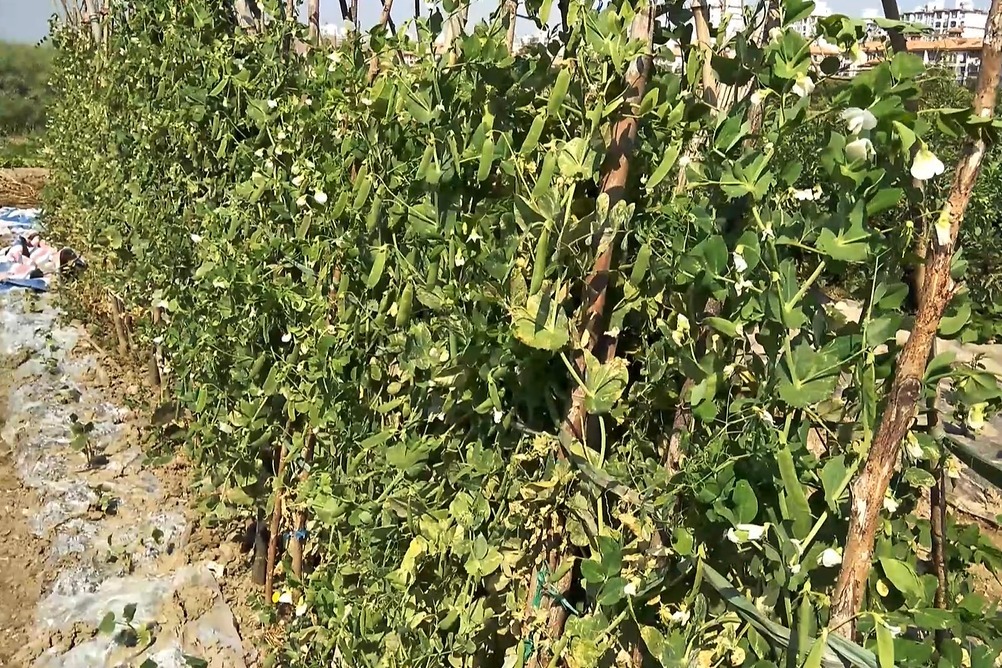 农村小伙带你看扁豆多大了能吃吗你吃过吗