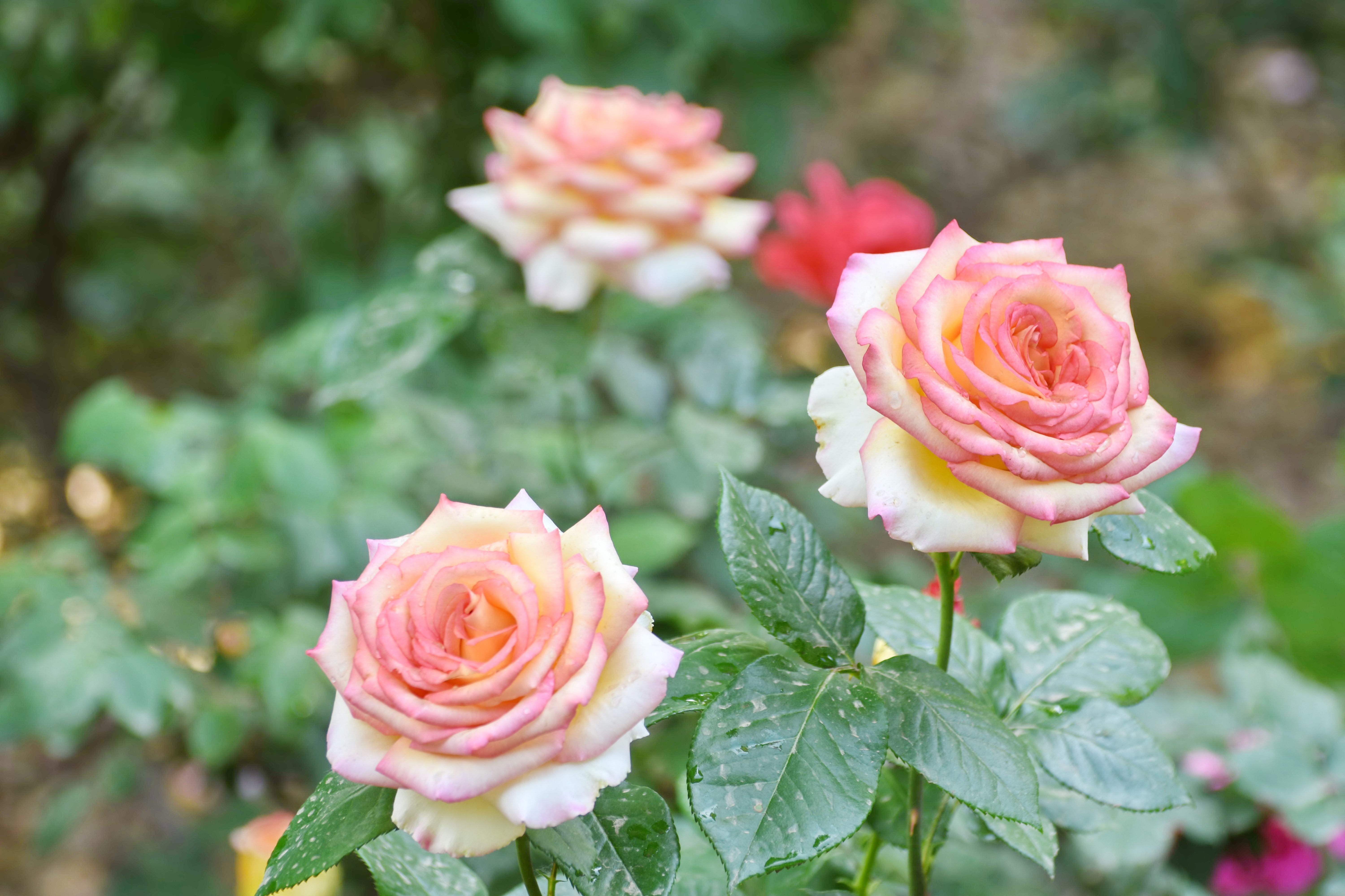 河南安阳:立夏月季同欢歌