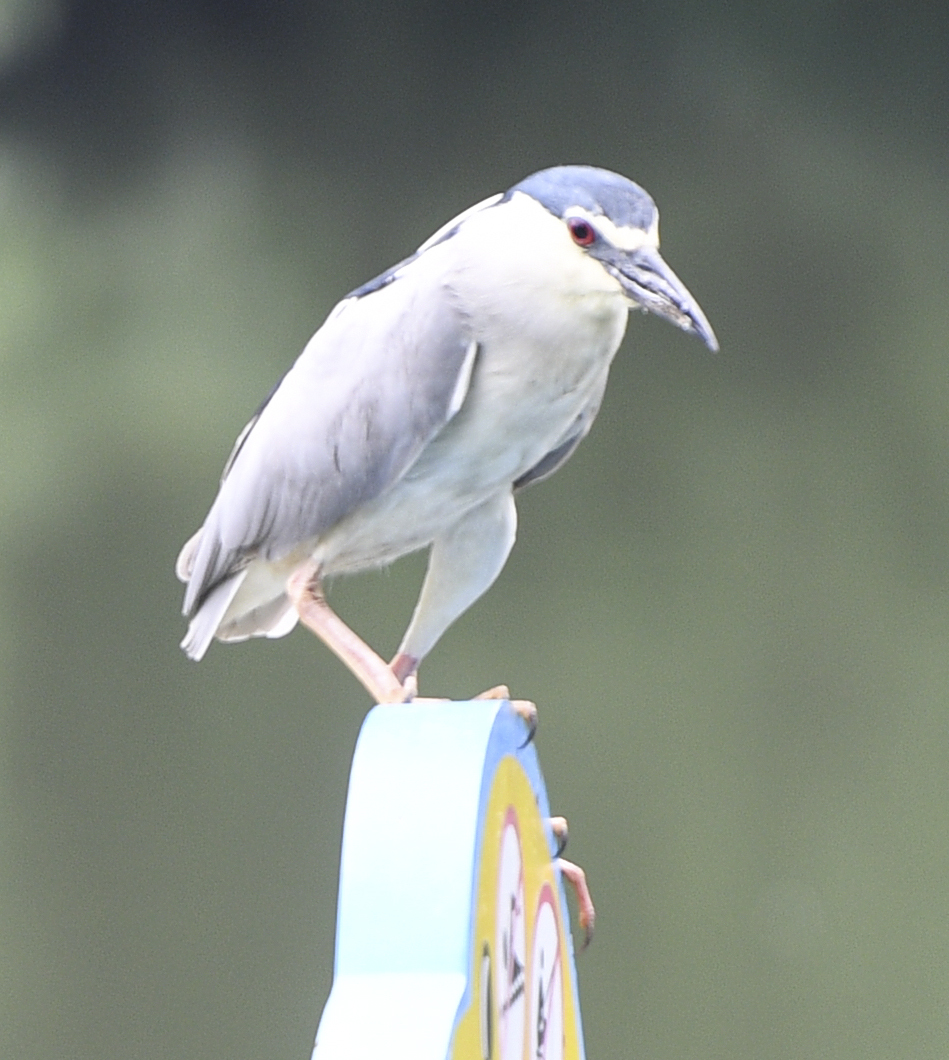 初夏的合肥包公园夜鹭鸟成为公园靓丽风景线