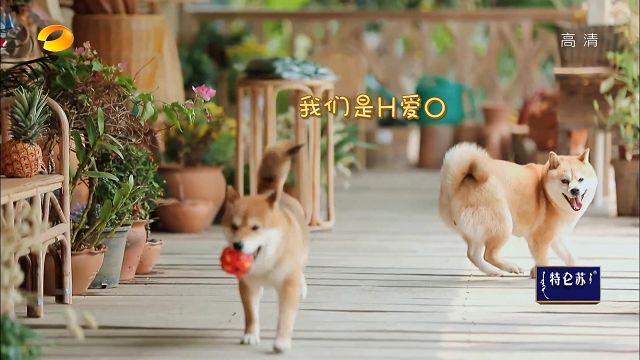 向往的生活4,彭昱畅被质疑不是圈内人,好朋友的声音都听不出来