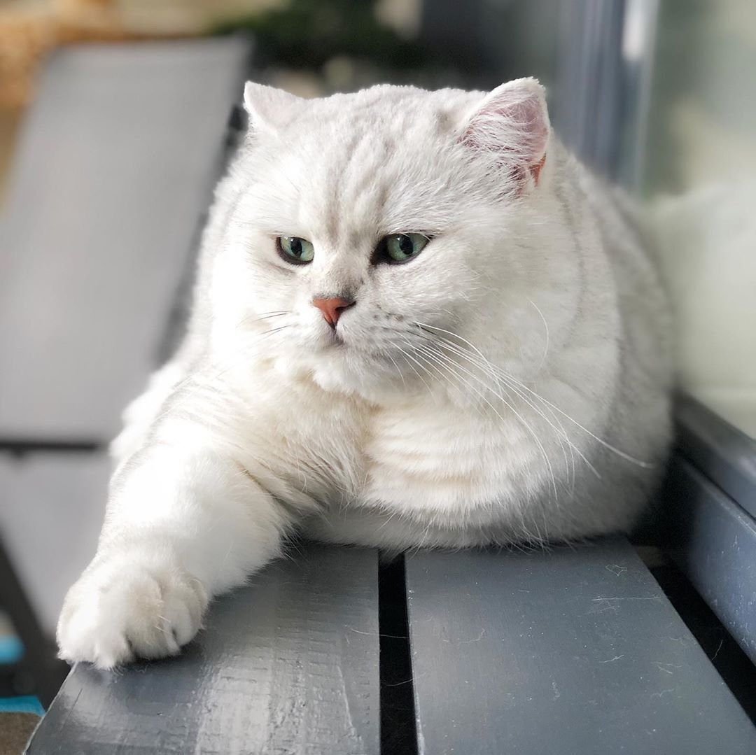 英短银渐层猫也可以长这么肥壮是继承了橘猫的基因吗