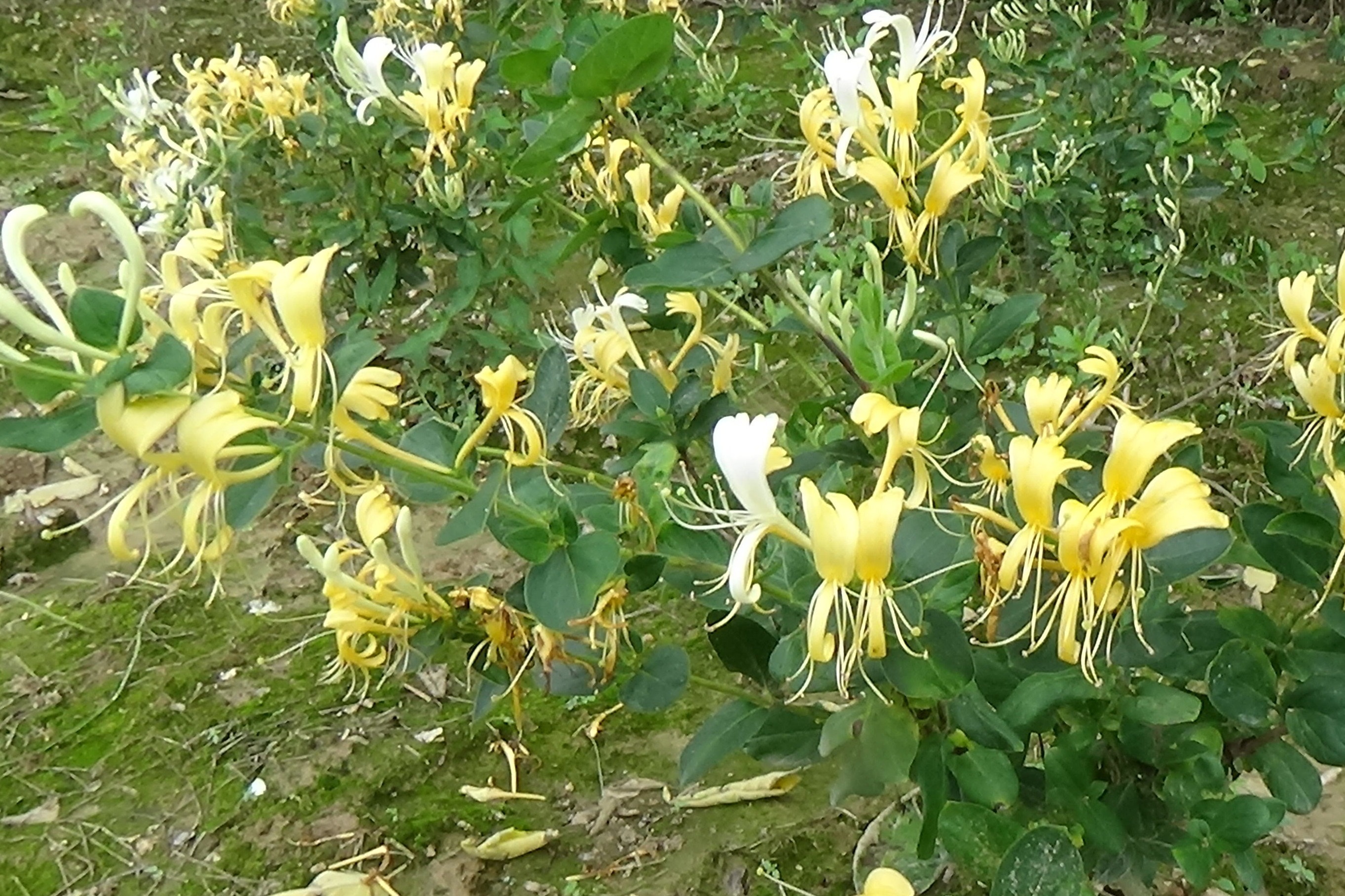 湖口县流泗镇棠山村：村民喜采“致富花”