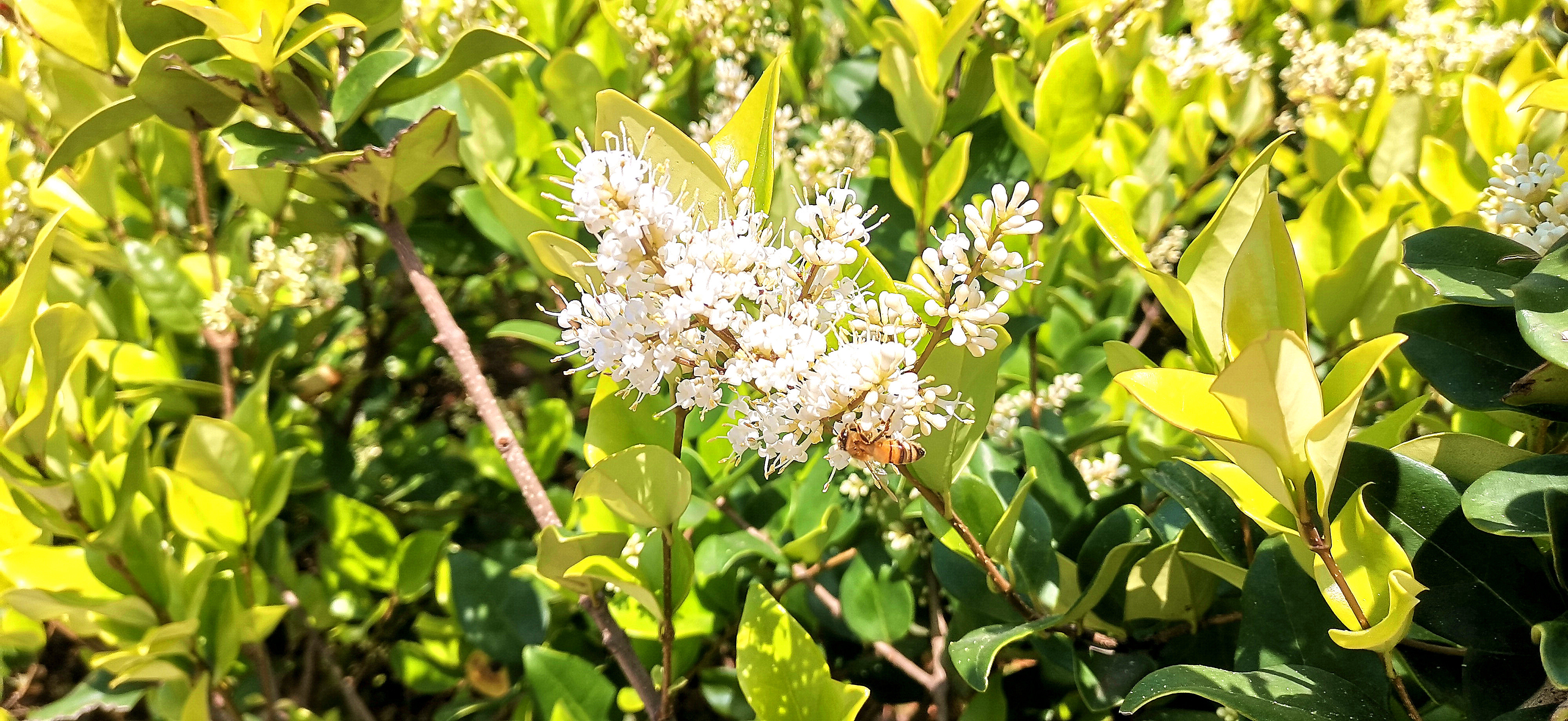 吉安视觉日本女贞花开香气浓引来蜜蜂采食花粉忙