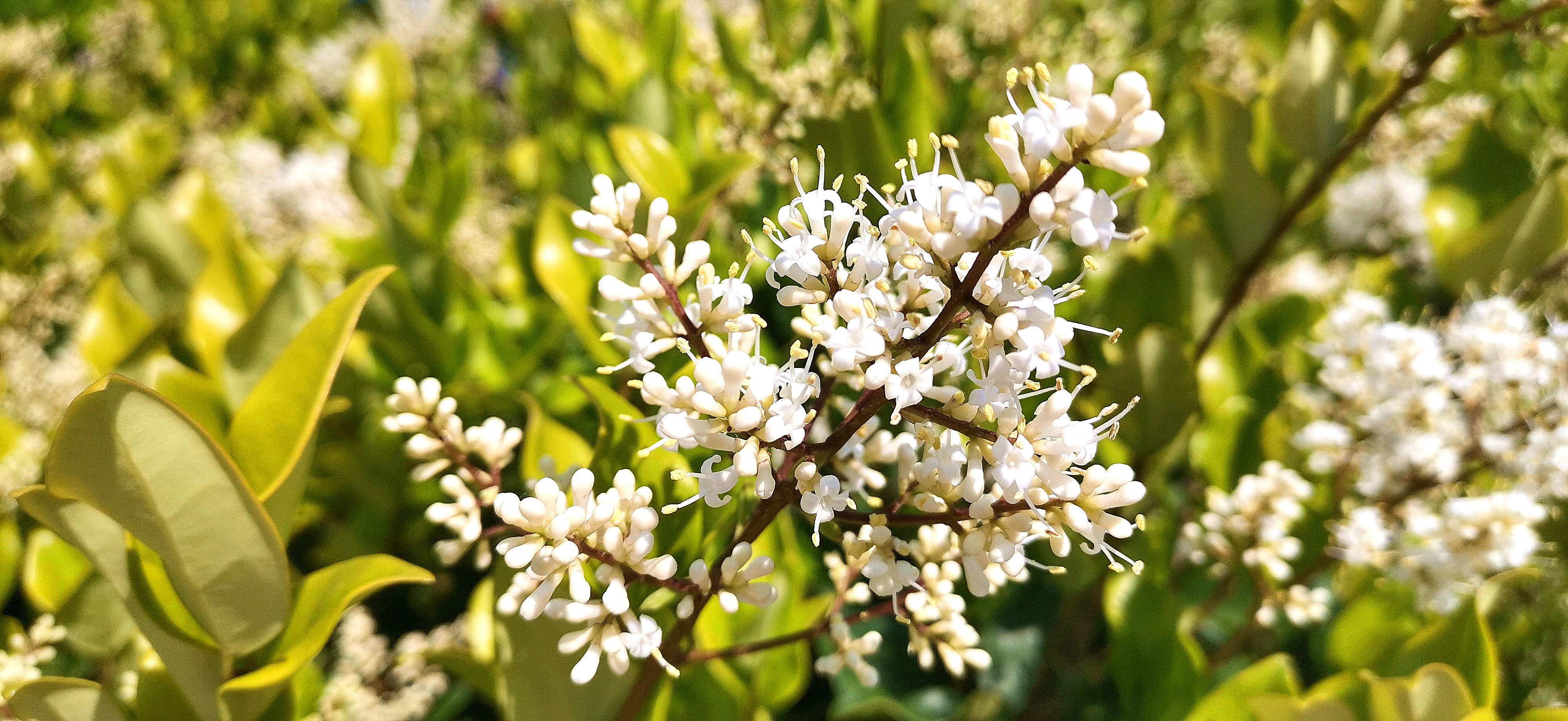 吉安视觉日本女贞花开香气浓引来蜜蜂采食花粉忙