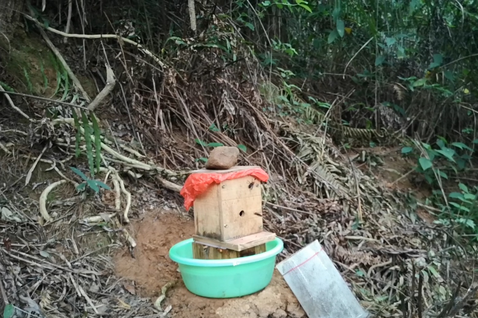 胡蜂红娘怎么放山野化?出了很多工作蜂,就可以放去野化