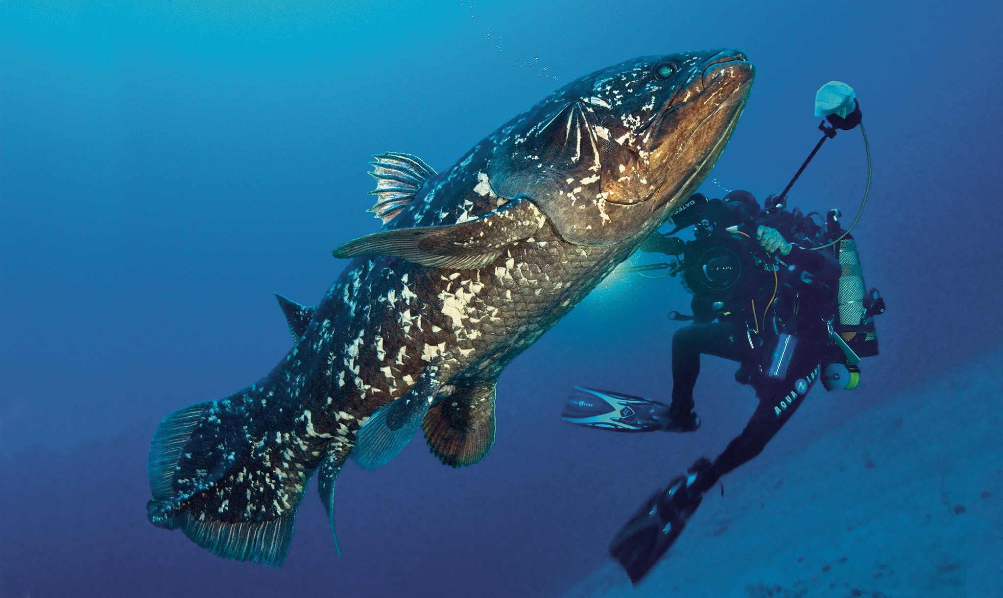 叛逆腔棘鱼：为口海鲜进化成三叠纪海洋中的另类吃货_凤凰网