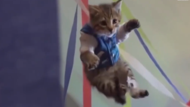 超级有趣的猫猫，看它们跳舞，笑得停不下来！