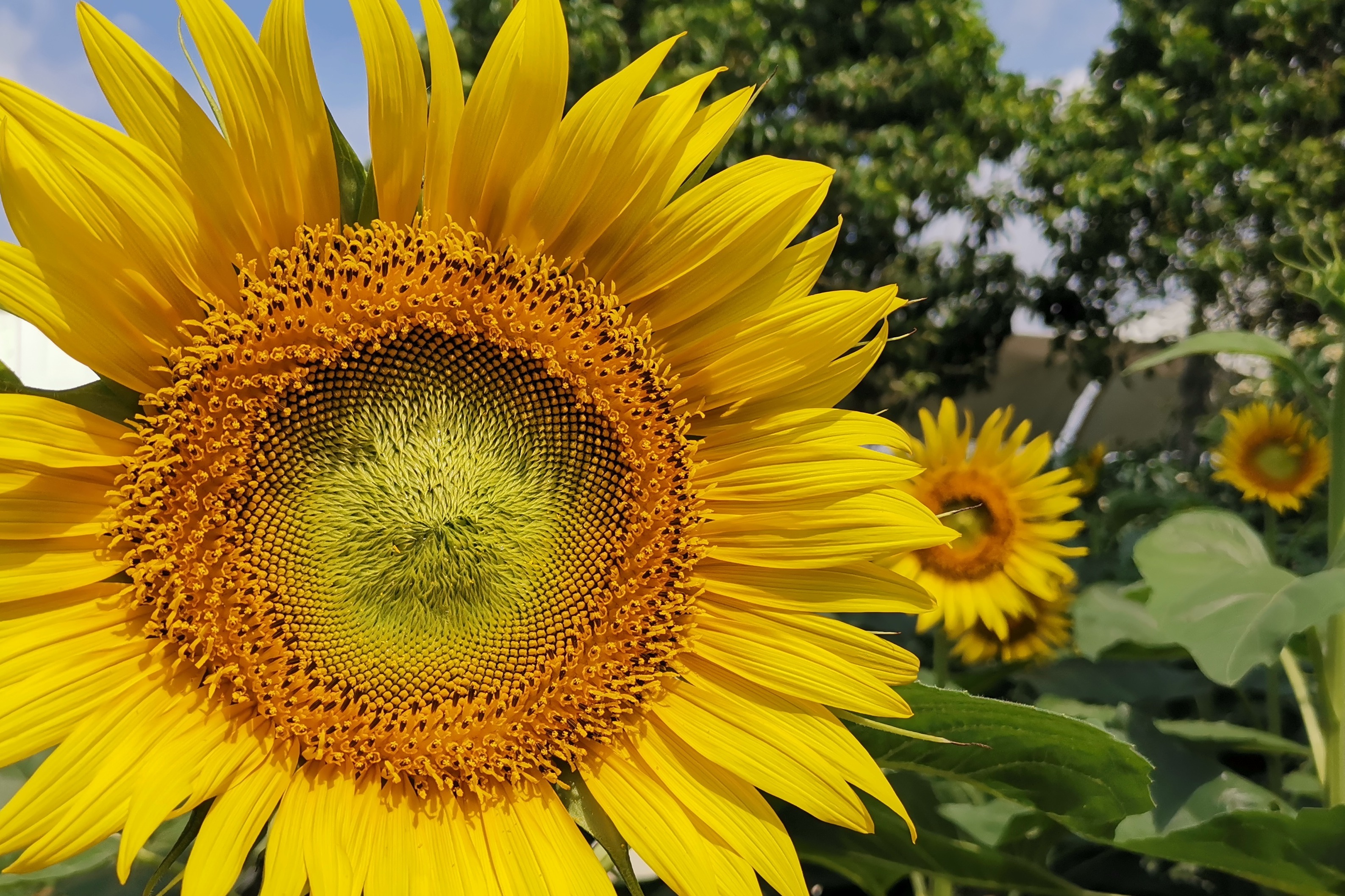 广州南沙百万葵园葵花朵朵向阳开3