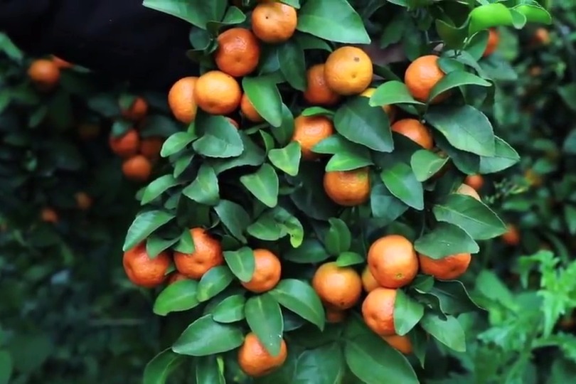 橘农收藏：柑橘病虫害及防治方案总结！