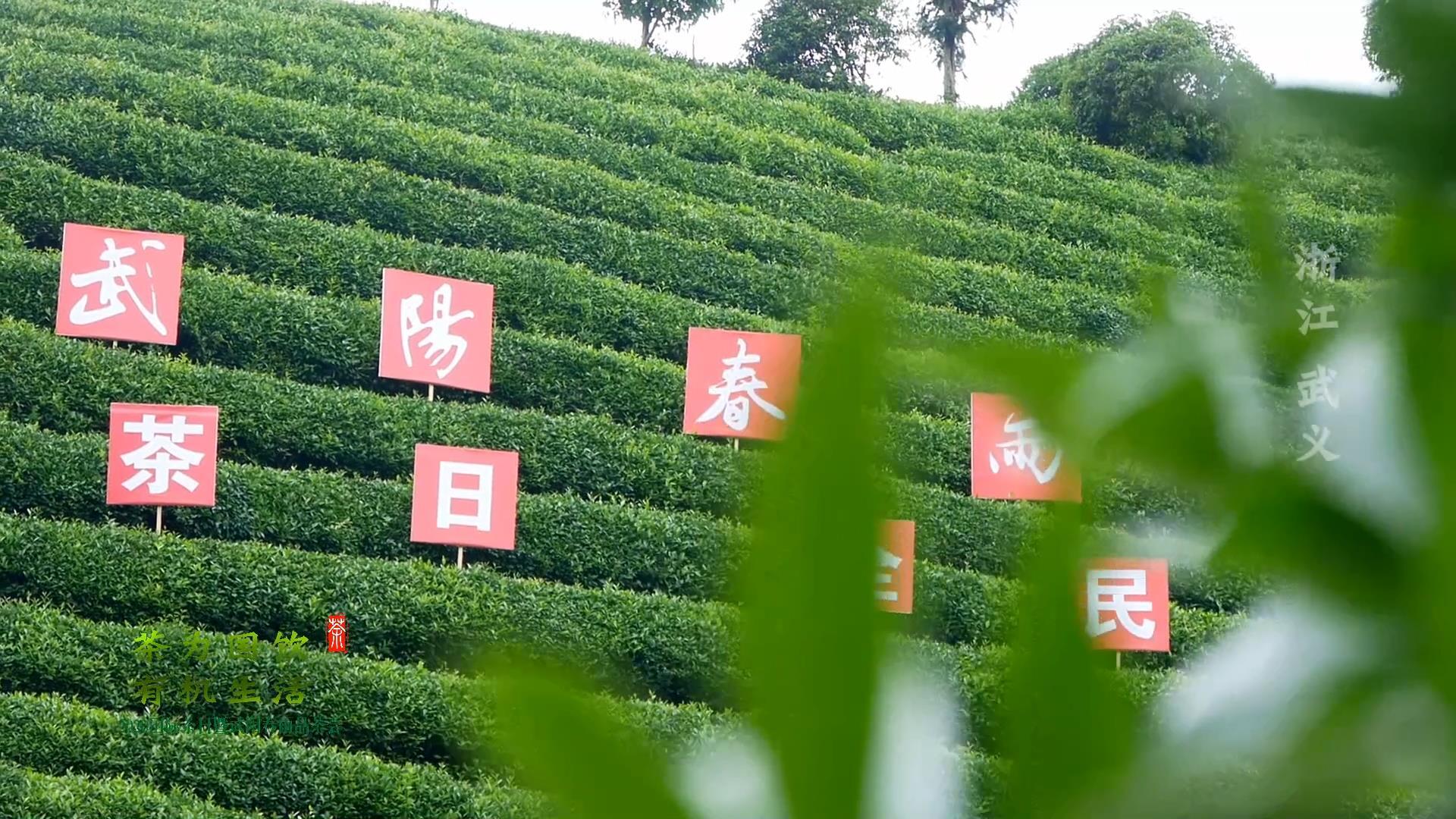 浙江武義:成功舉辦首個國際茶日暨武陽春雨品茶會活動