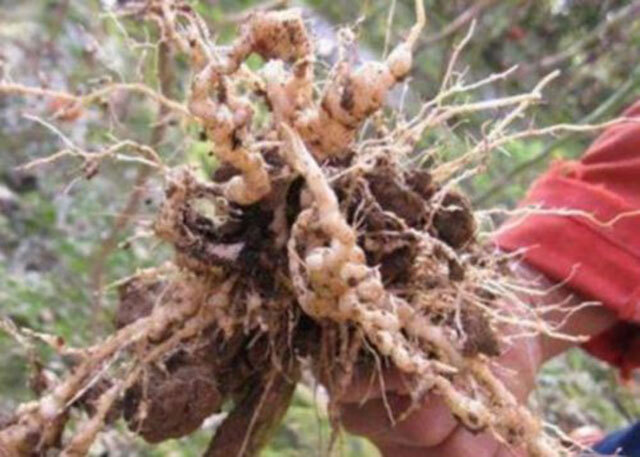 西兰花根结线虫用哪些药？蔬菜根结线虫的防治方法__凤凰网
