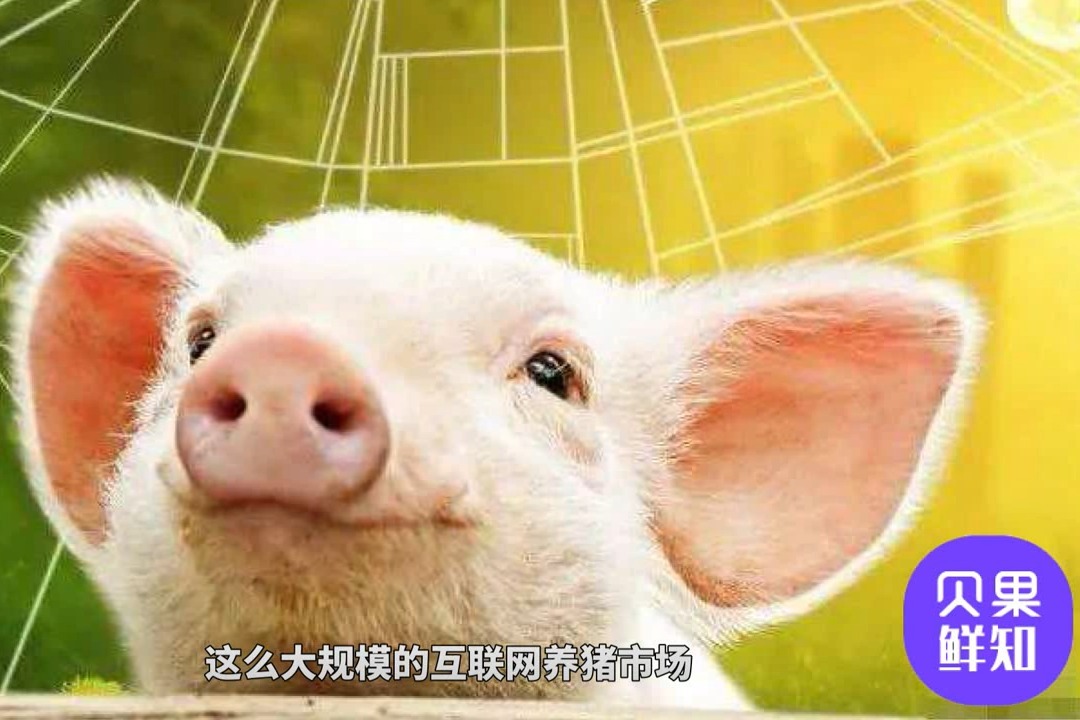 沉迷养猪无法自拔！阿里京东网易都入场，程序员养的猪有多特别？_凤凰网视频_凤凰网
