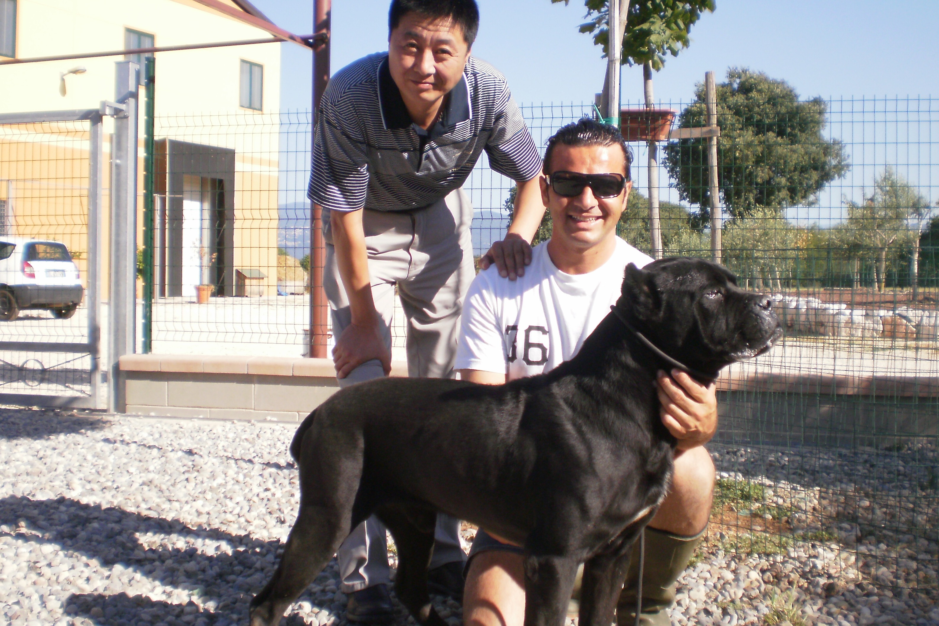 卡斯罗犬 可靠的保障措施才能繁育出中国顶级的卡斯罗幼犬