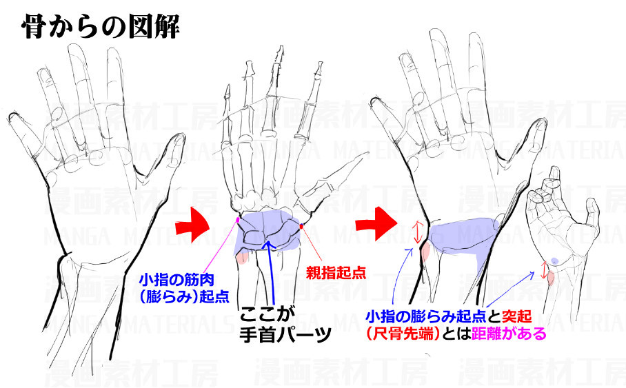 艺学绘素材库之手掌与手指结构分解