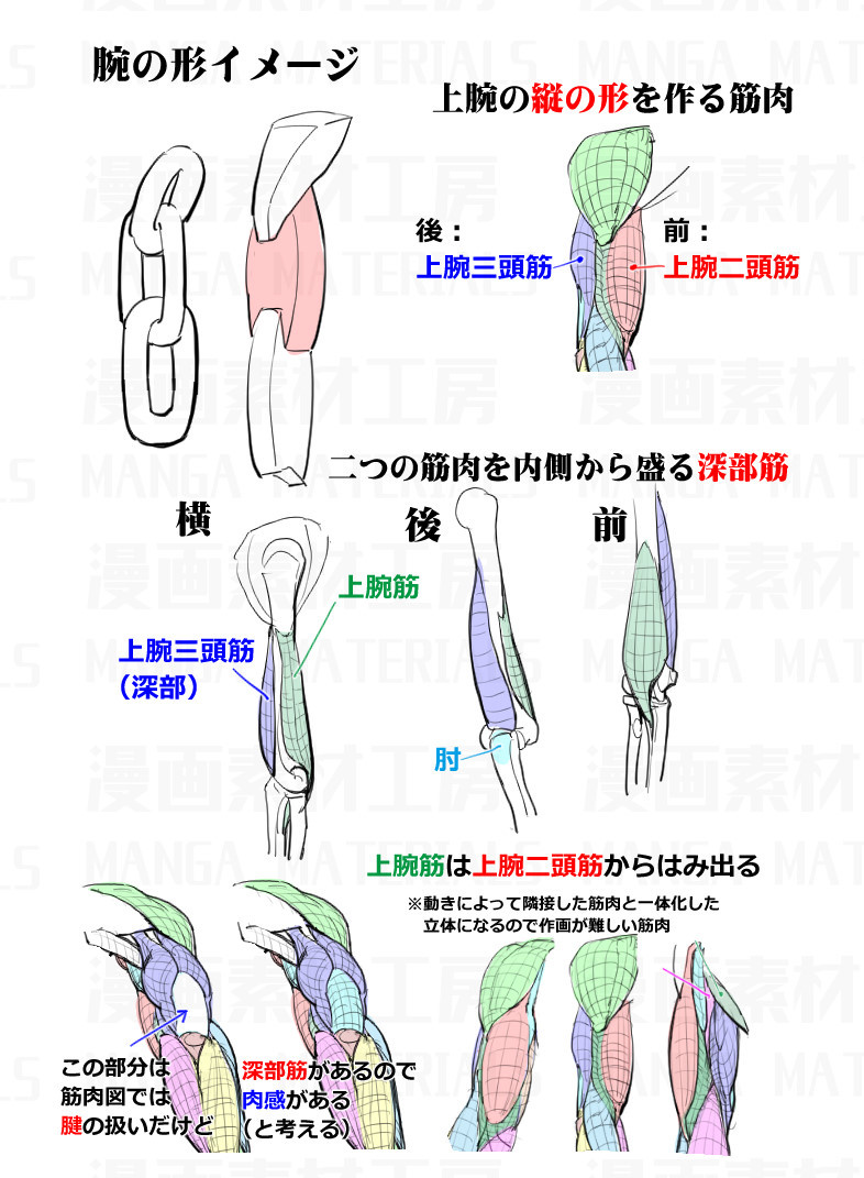 艺学绘素材库之手臂结构与胳膊分解