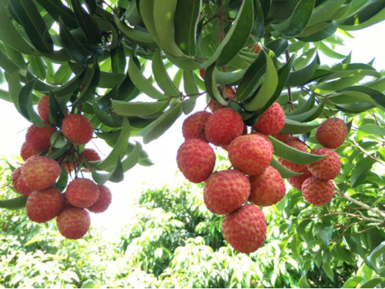 红蜜荔