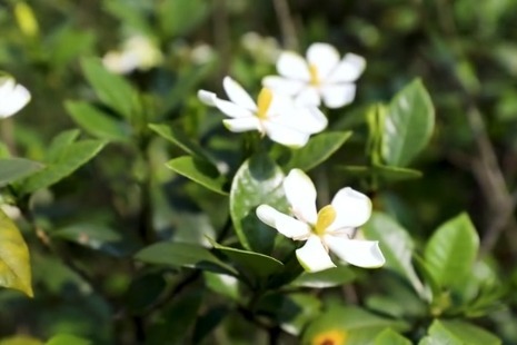 味道江西梔子花開時