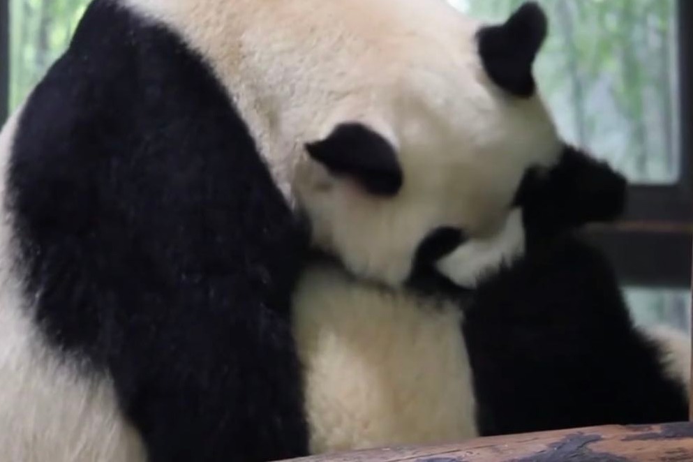 大熊猫公主七七：你的女儿能借我吸一下吗？