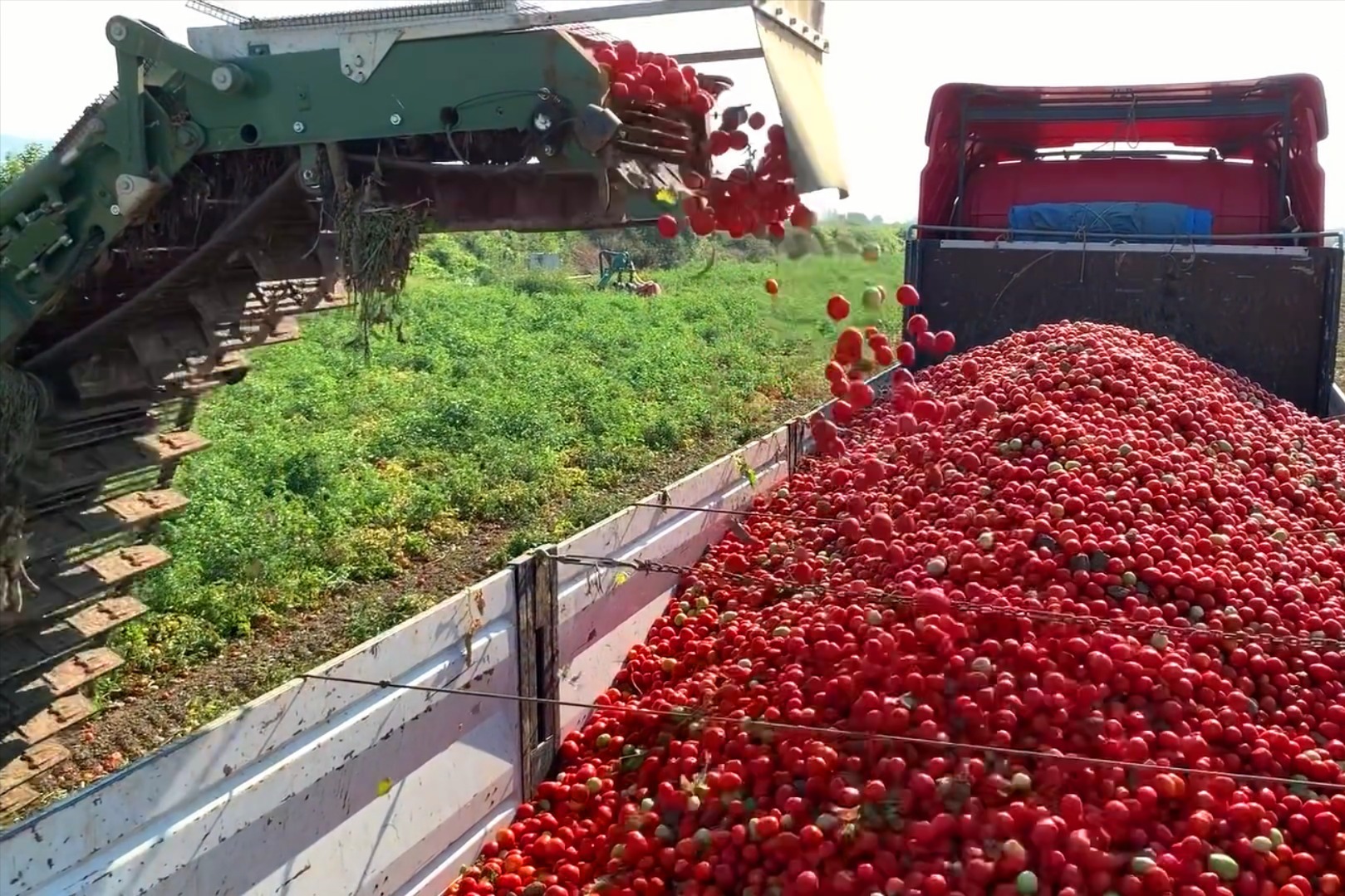 西红柿收获机，一台机器抵1000个人工，效率太高了