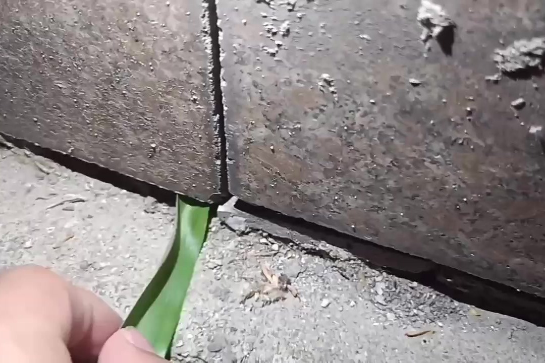 夏初时节偶遇蛐蛐叫，路边的石缝里捉蟋蟀，想不到这个季节会有