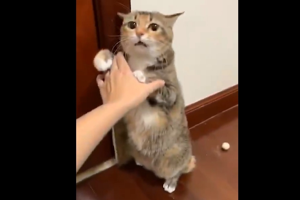 你居然忍心对你的小可爱下手吗