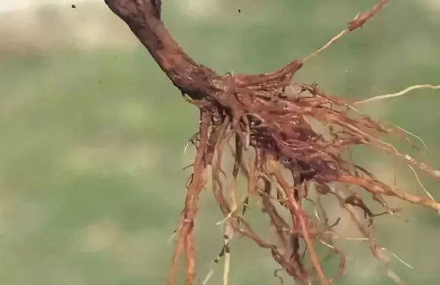红提葡萄根腐病用什么药效果好烂根病怎样处理枯萎黄萎病防治用药根