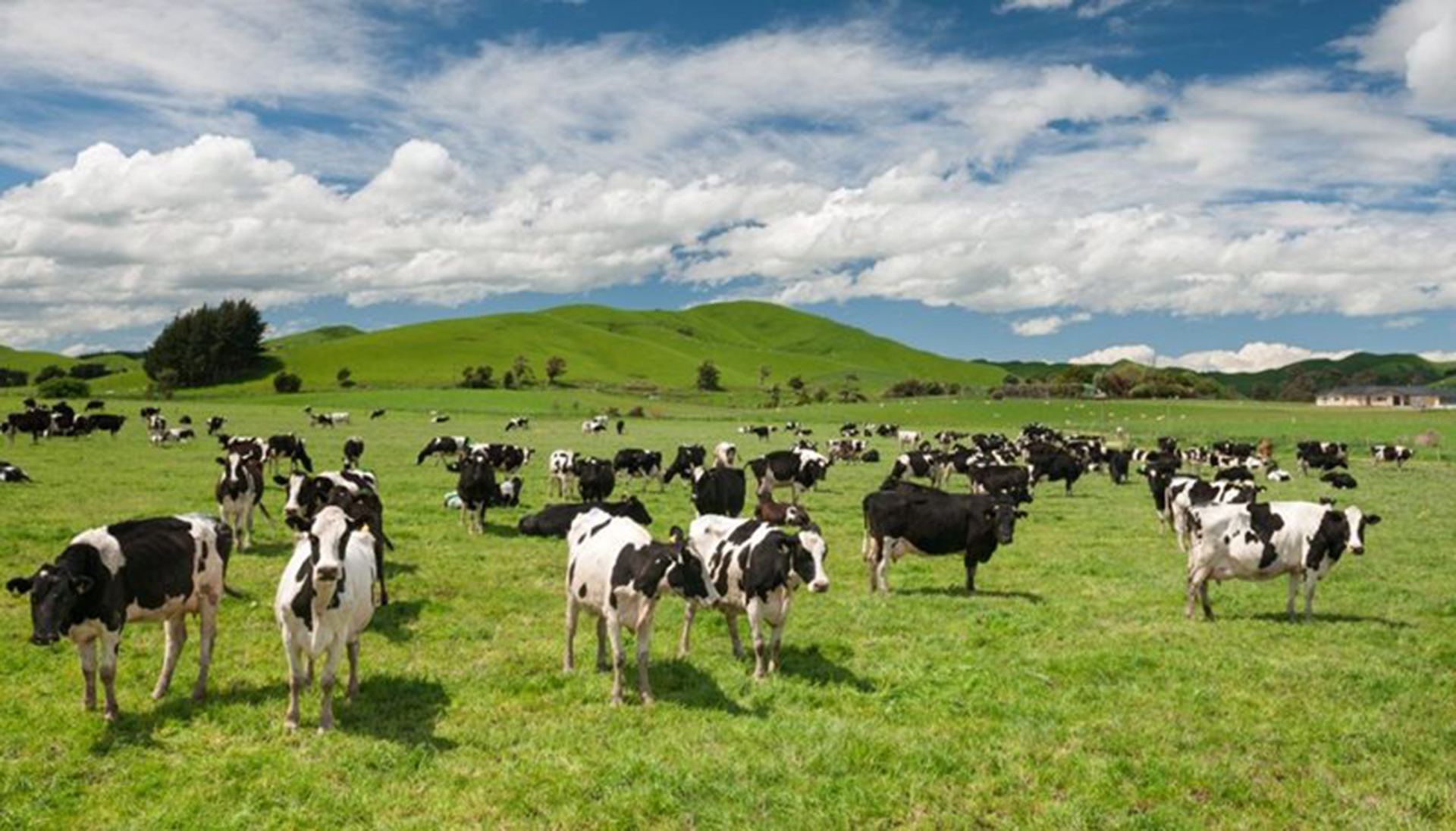 没有疯牛病的新西兰散养牧场，奶牛吃天然牧草产香浓牛奶！_凤凰网视频_凤凰网
