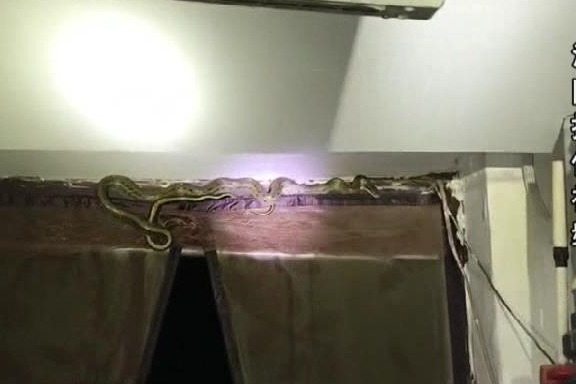 蛇恐怖酒店图片