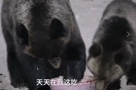 棕熊母子，蹭吃蹭喝成习惯！