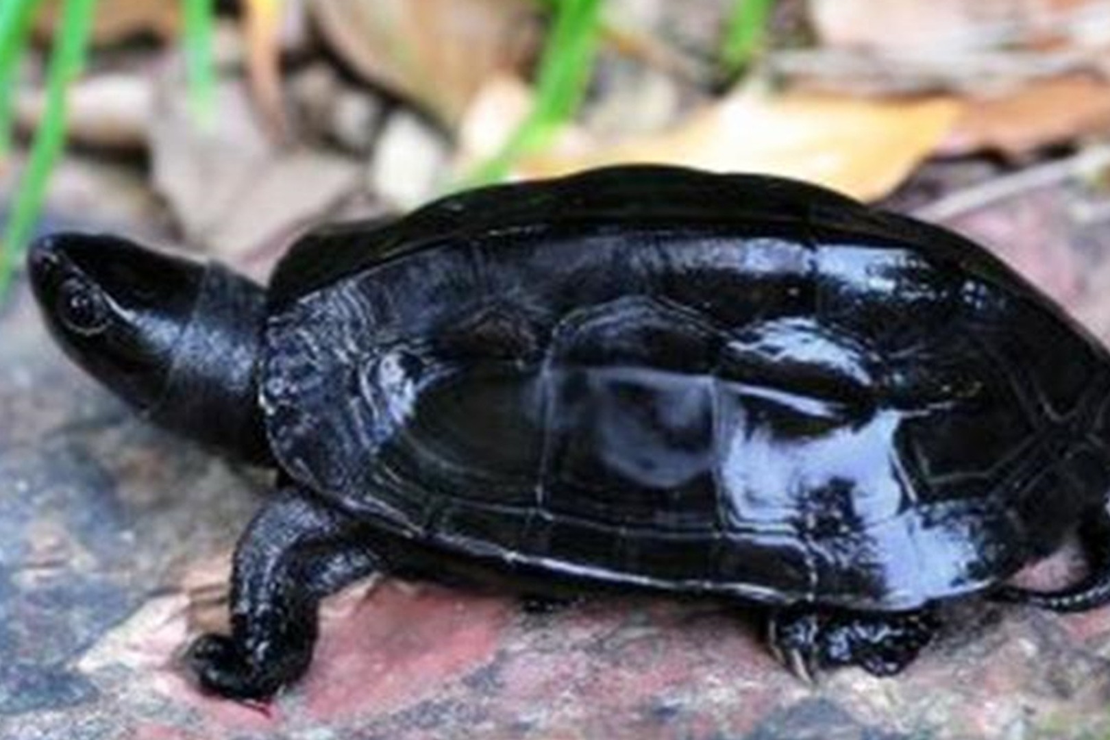 【微图鉴】非洲侧颈龟科全物种一览 - 哔哩哔哩