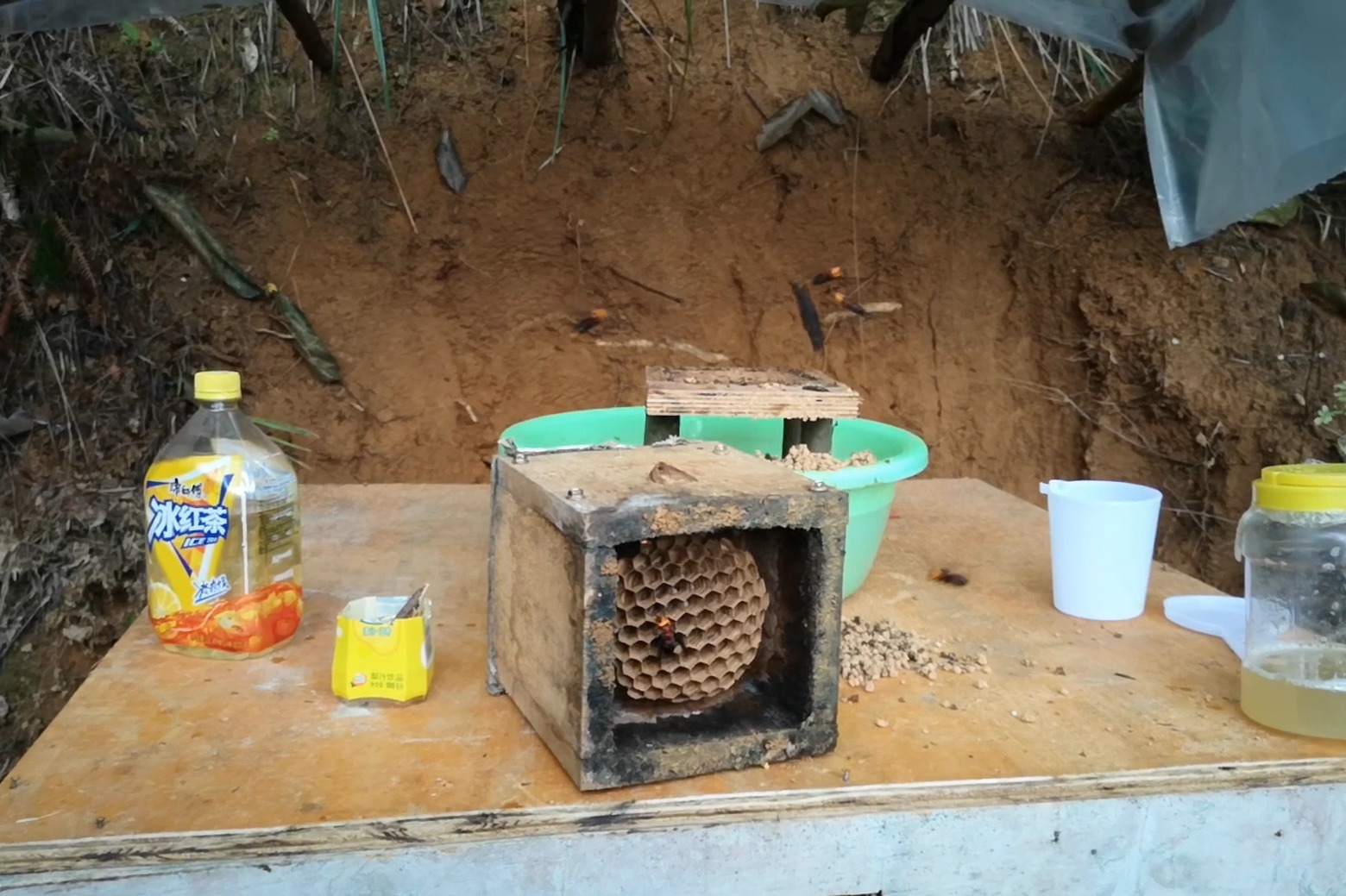 养殖喂养胡蜂应该什么时候合适在喂胡蜂时最好不要在下雨天