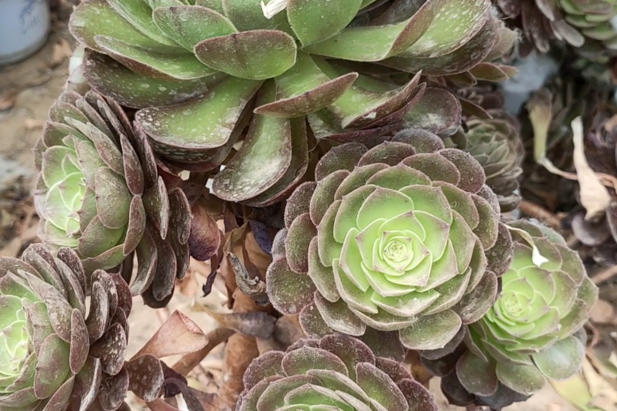 70两棵老桩法师,群生芙蓉布朗争奇斗艳,一点也不逊色