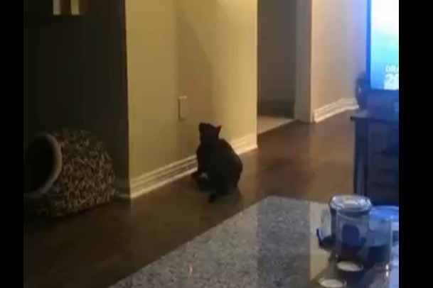 正所谓养猫千日，用猫一时啊哈哈哈