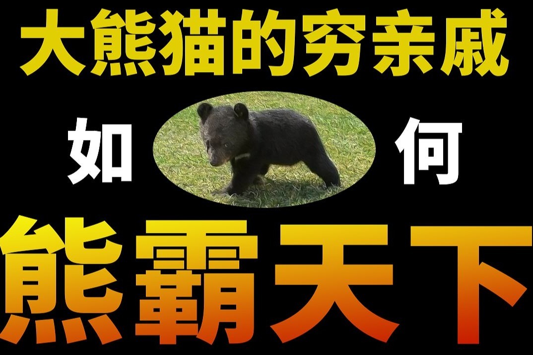 【基德】扒皮疯狂作案的四川黑熊家族 防御熊的唯一正确方式