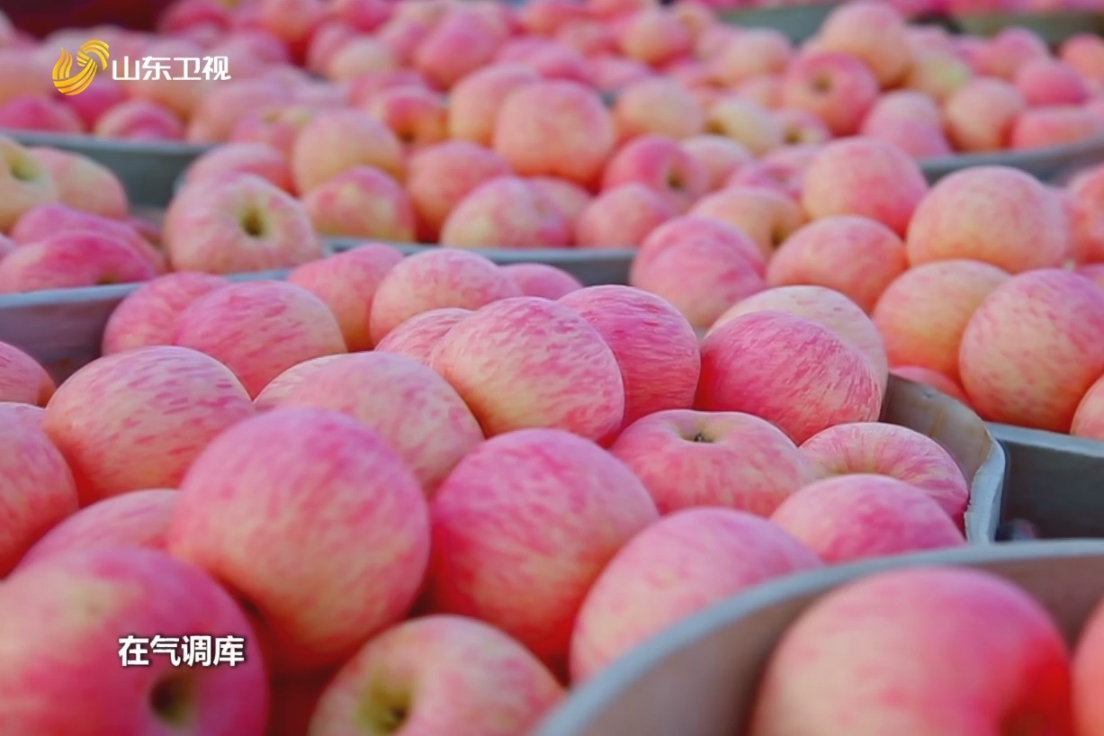 罗永浩直播带货1.5万箱的静宁苹果，新仙C果摘来了！_甘肃