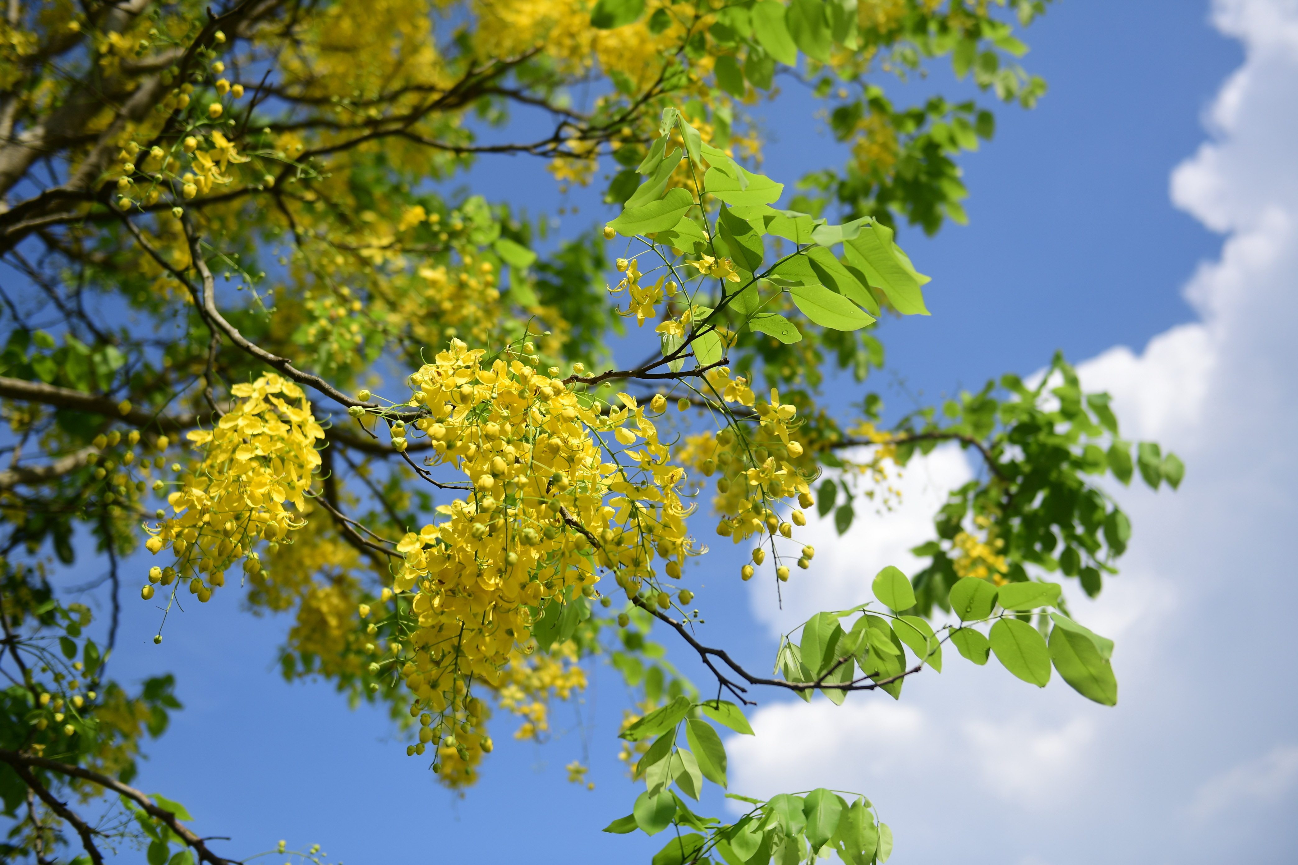 可曾听闻——"增江碧道"?