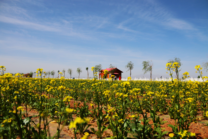 甘肃张掖红桥庄园油菜花绽放如"金色花海"