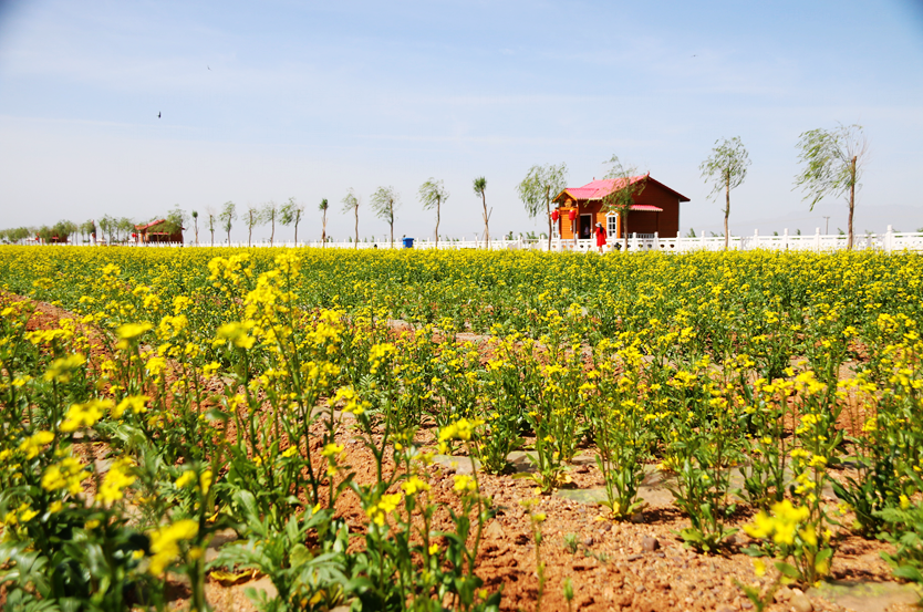甘肃张掖红桥庄园油菜花绽放如金色花海