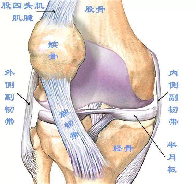 膝盖详细结构图图片