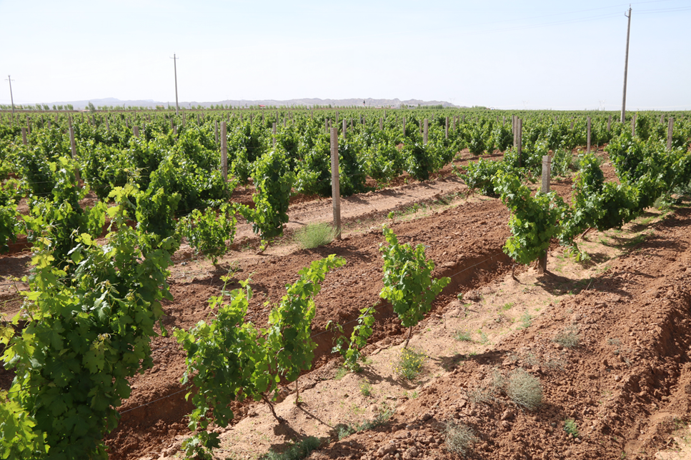 甘肃张掖红桥庄园5000亩酿酒葡萄长势喜人__凤凰网