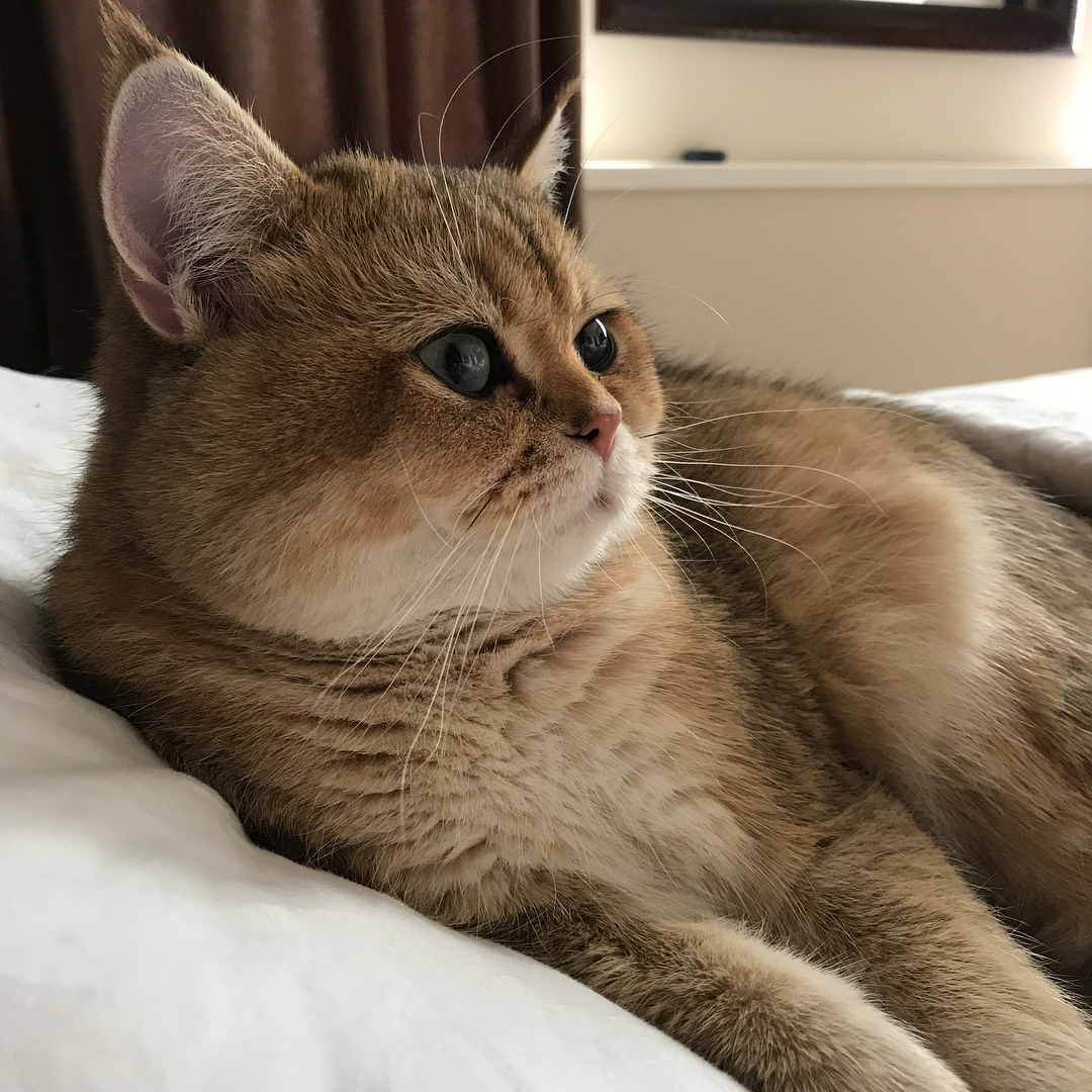 很多英短喵星人金渐层不在阳光下其实就是灰渐层