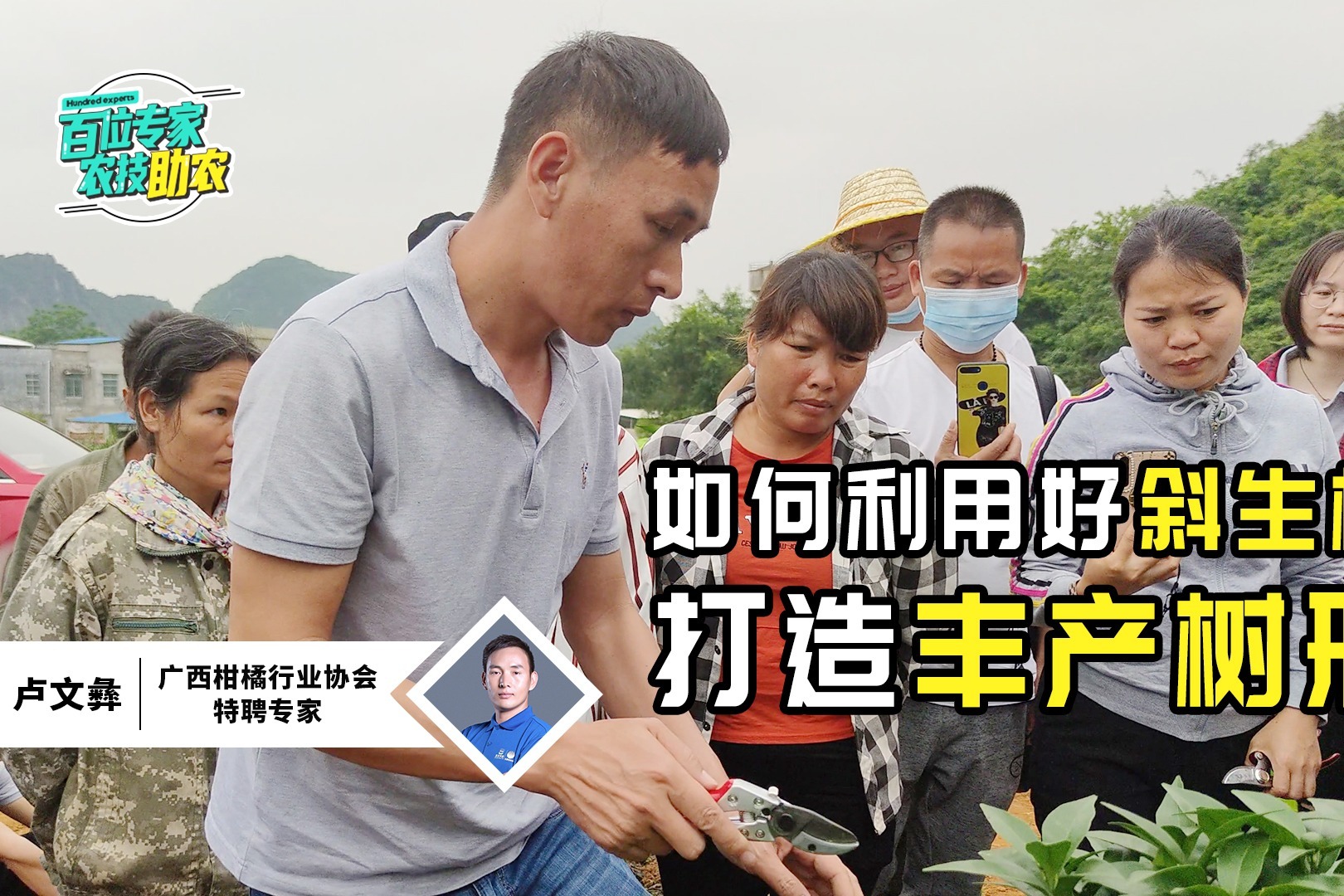 柑橘打造丰产树形，利用好斜生枝是关键，专家现场指导（蜜蜂TV）