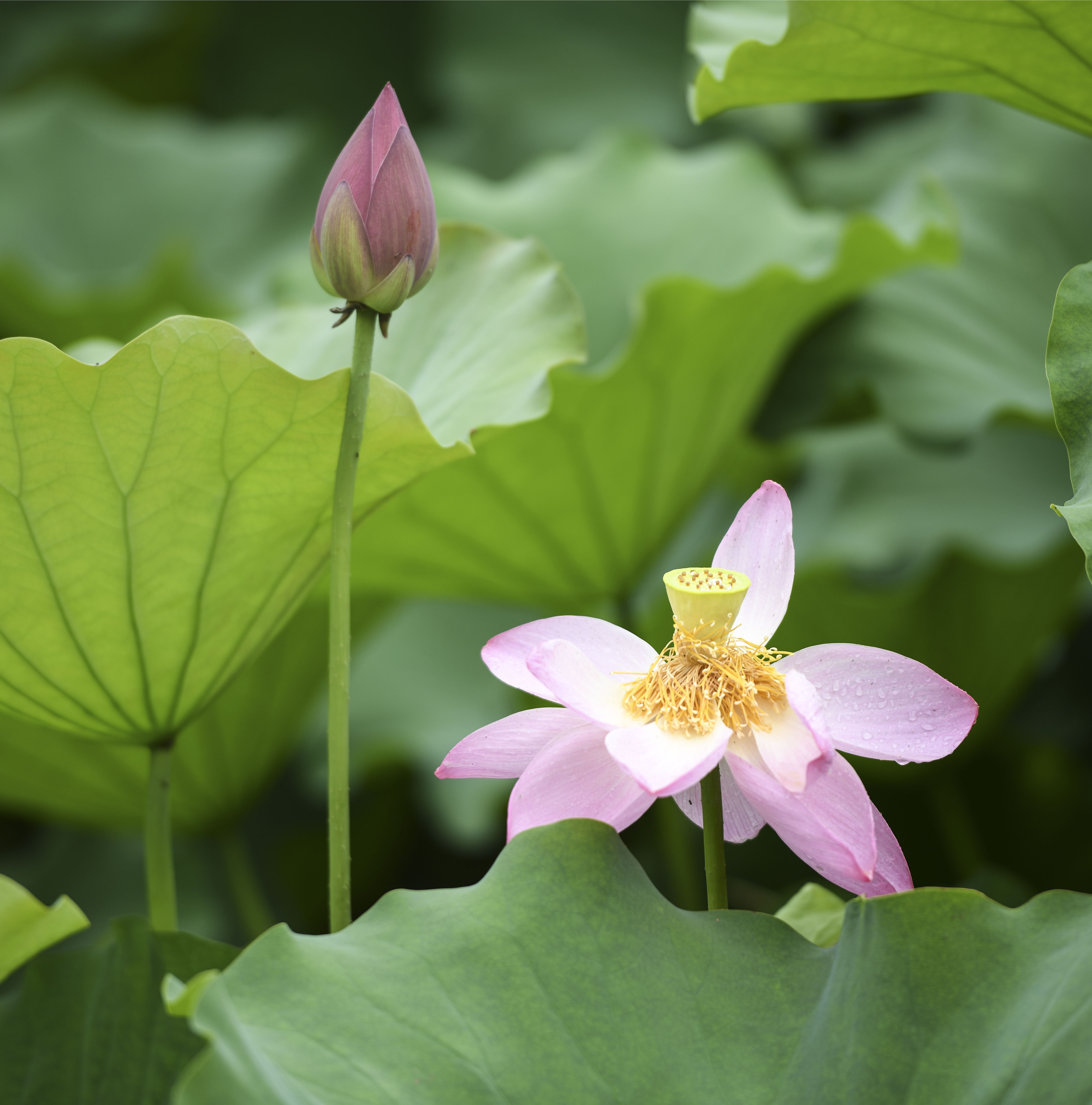 合肥包公园荷花,鲜艳夺目,美极了__凤凰网