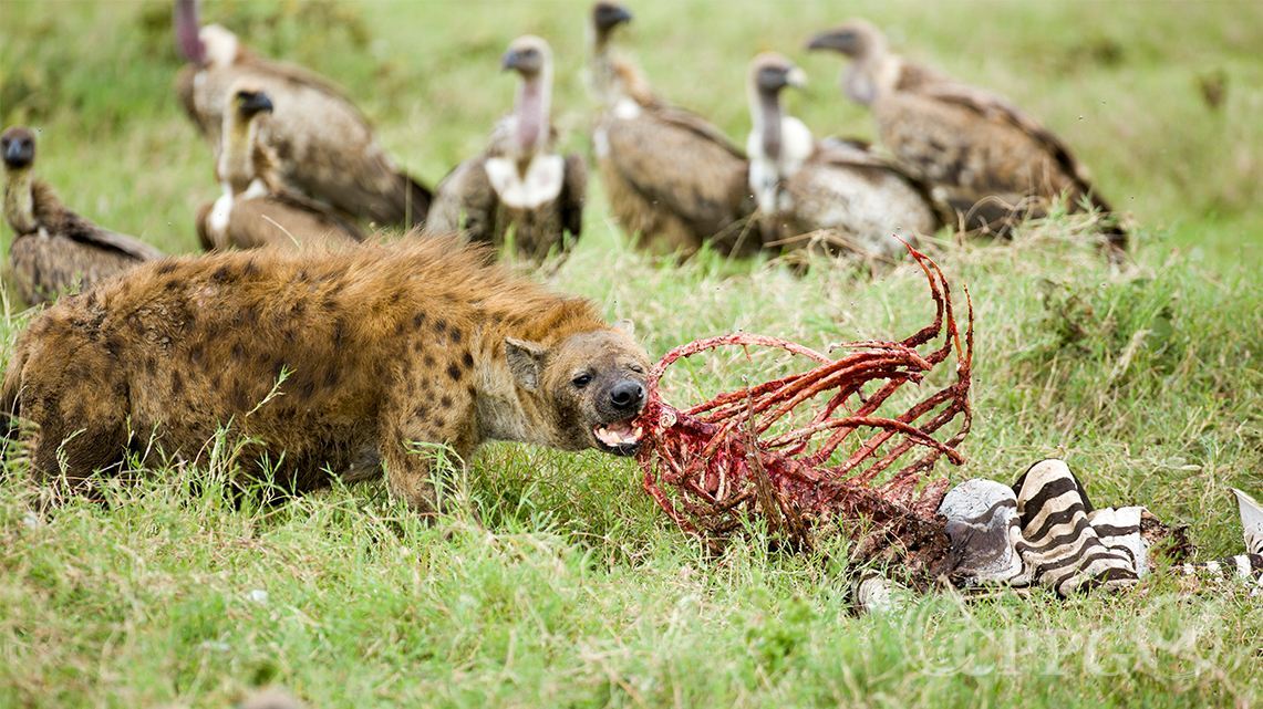 华裔科学家揭开非洲史前鬣狗进入北极之谜