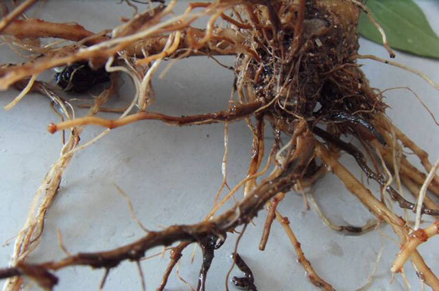 烟草黄叶都有哪些品种