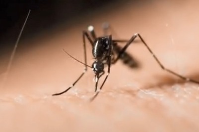 为阻止疟疾等疾病的传播，美国将释放转基因蚊子！